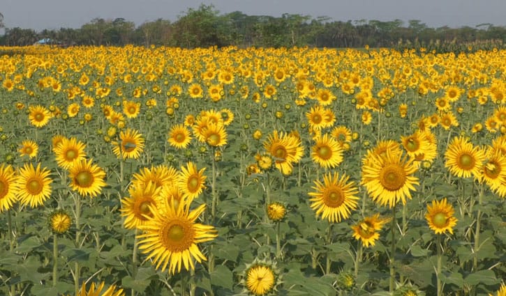 সূর্যমুখীর হাসিতে বদলাচ্ছে কৃষকের ভাগ্য