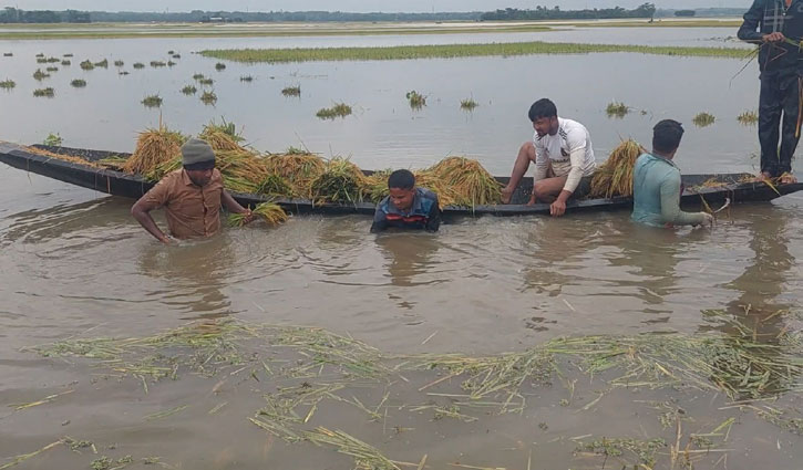 হাওর অঞ্চলে কৃষক সংকট: জরুরি রাষ্ট্রীয় হস্তক্ষেপ দাবি