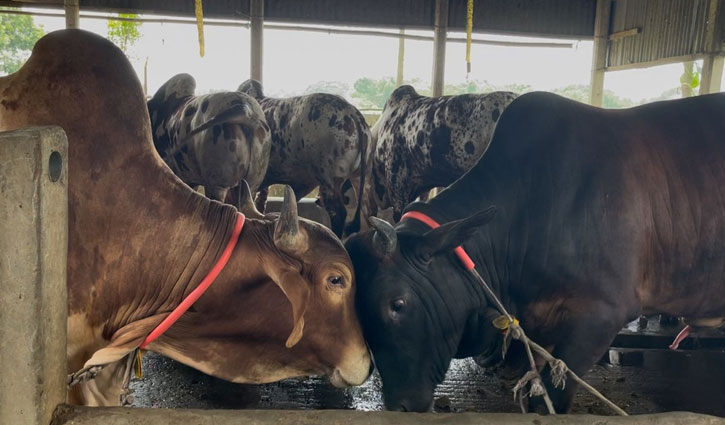 ধামরাইয়ে প্রস্তুত ৫১ হাজারের বেশি কোরবানির পশু