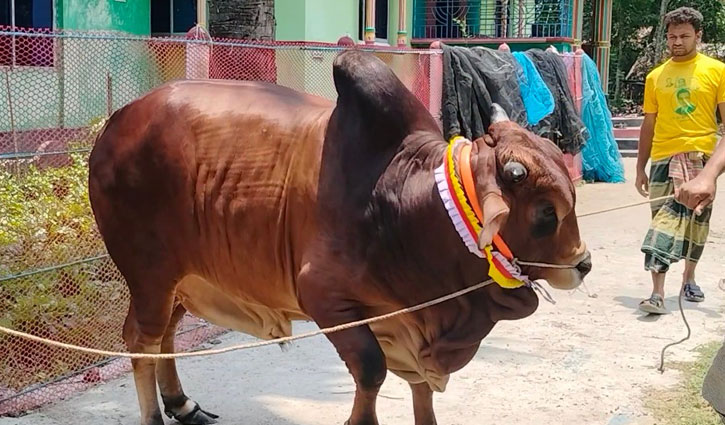১৫ মণের ‘রাজা বাহাদুরের’ দাম হাঁকা হচ্ছে ৫ লাখ টাকা