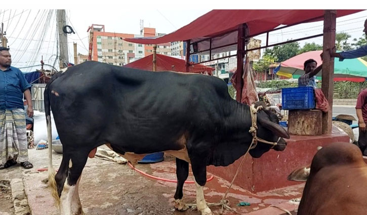 গাজীপুরে ডাকাতির পর ৮ গরু উদ্ধার, আটক ৪