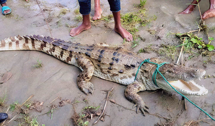 পদ্মায় জেলের বড়শিতে আটকাল নোনা পানির কুমির