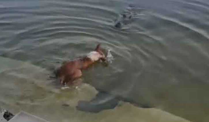 কুকুরটিকে কুমিরের মুখে ঠেলে দেওয়া হয়নি: তদন্ত প্রতিবেদন