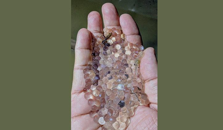 হালদায় নমুনা ডিম ছেড়েছে মা মাছ, অপেক্ষায় সংগ্রহকারী