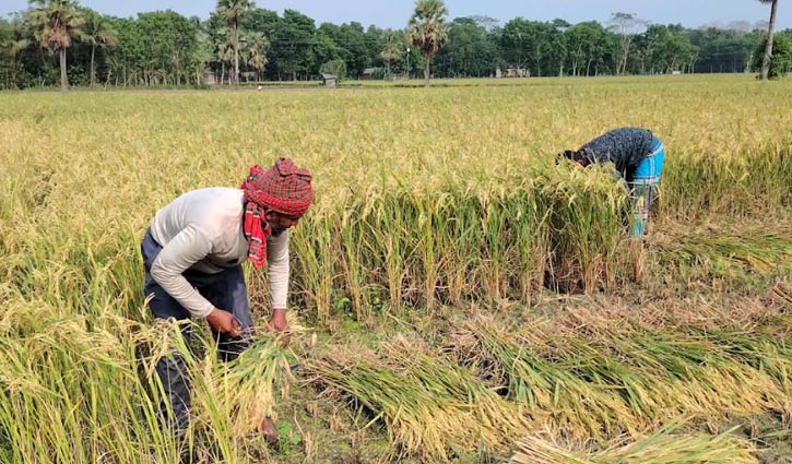 নড়াইলে বোরোর বাম্পার ফলন, ধান কাটা নিয়ে বিপাকে কৃষক