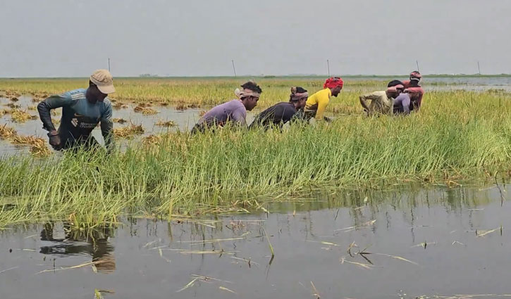 টানা বৃষ্টি ও উজানের ঢলে তলিয়েছে হাওরের ধানের ক্ষেত