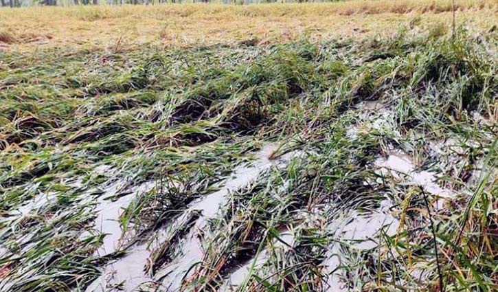 বরিশালে টানা বর্ষণে বোরো ধানের ব্যাপক ক্ষতি