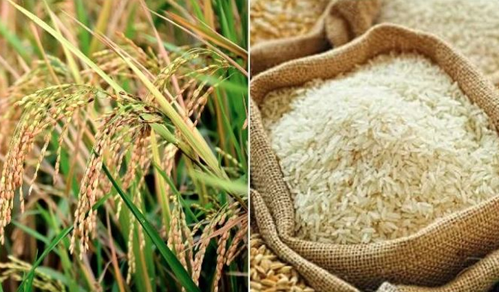 ক্ষতিগ্রস্ত কৃষকদের ধান-চাল কিনবে সরকার