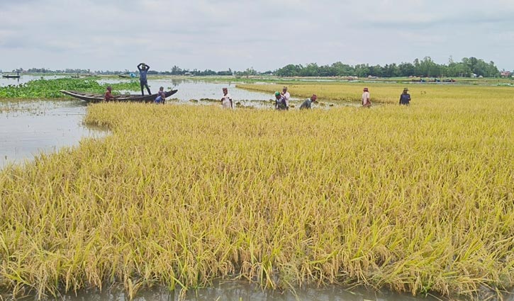 নাসিরনগরে পানির নিচে ৮০ হেক্টর জমির ধান