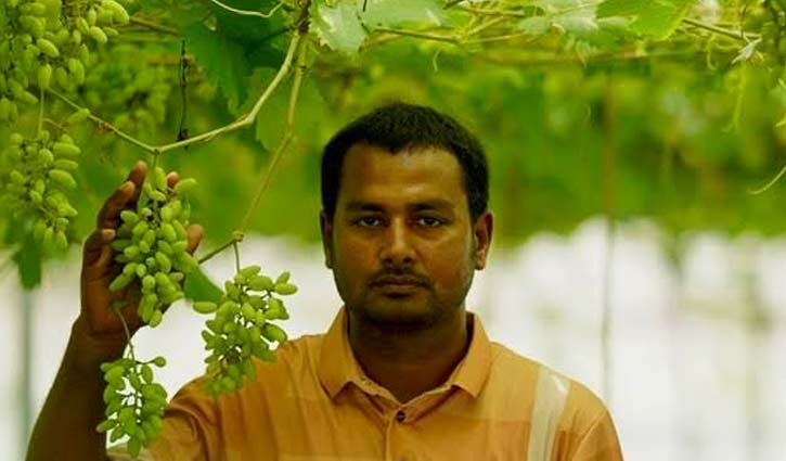 নাটোরে থোকায় থোকায় ঝুলছে আমজাদের স্বপ্ন  