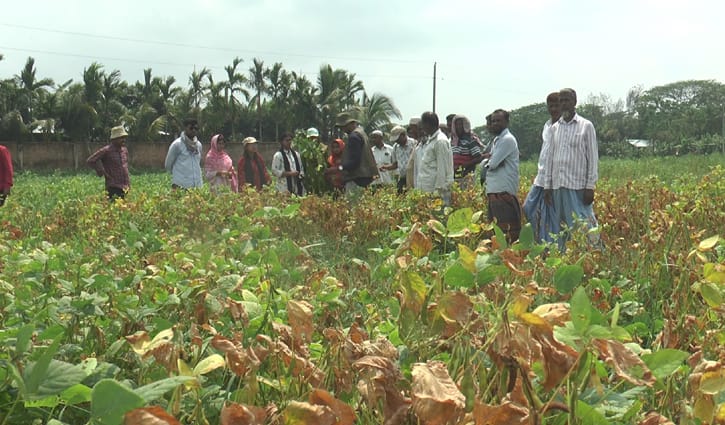 লবণাক্ত জমিতে সয়াবিনে সাফল্য, দেশীয় ন্যানোপার্টিকেলের চমক