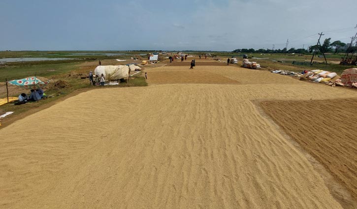সুনামগঞ্জে সরকারি ধান সংগ্রহ শুরু, উদ্বেগে কৃষক