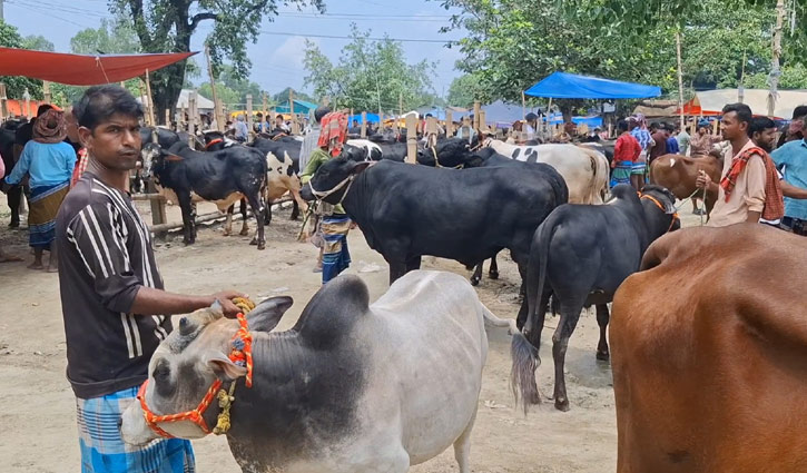 টাঙ্গাইলে আড়াই লাখ কোরবানির পশু প্রস্তুত, দাম নিয়ে শঙ্কায় খামারিরা
