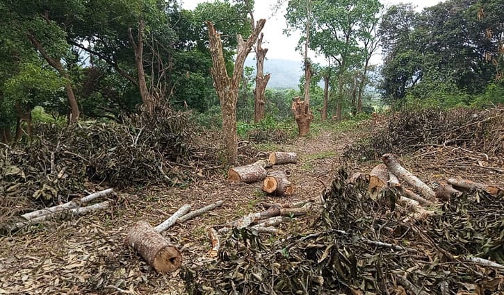 অনুমোদন ছাড়াই কাটা হচ্ছে খাগড়াছড়ি হর্টিকালচার সেন্টারের গাছ
