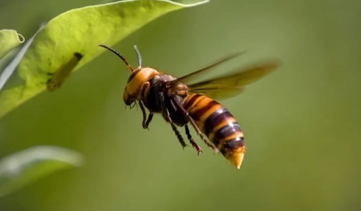 ভিমরুলের কামড়ে বৃদ্ধের মৃত্যু