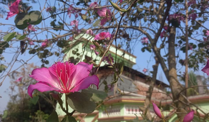 বসন্তে নজর কাড়ছে রক্তকাঞ্চন