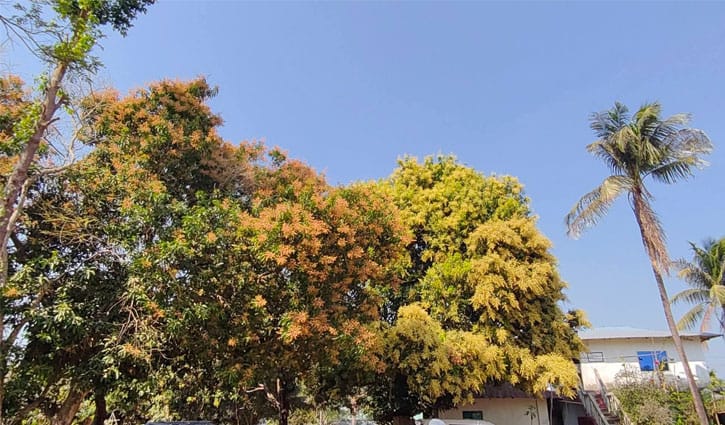 আবহাওয়া সতর্কতায় আমের ফলনে বাম্পারের আশা