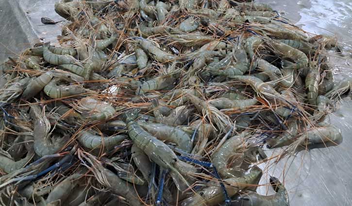 রমজানে মাছের দাম কেজিতে বেড়েছে ২০০-৪০০ টাকা