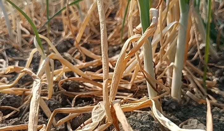 গোপালগঞ্জে ‘বিষ’ দিয়ে ৫০ বিঘা জমির পেঁয়াজ নষ্ট করার অভিযোগ