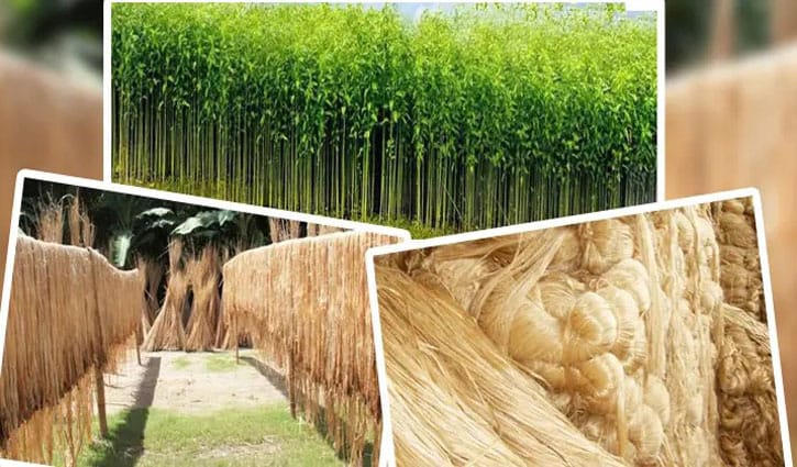 কাঁচা পাটের রপ্তানি তালিকা থেকে বাদ মেশিন প্রসেসড স্লাইভার