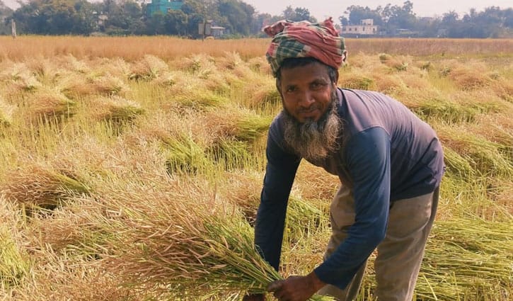 কেরানীগঞ্জে সরিষা চাষে কৃষকের মুখে হাসি