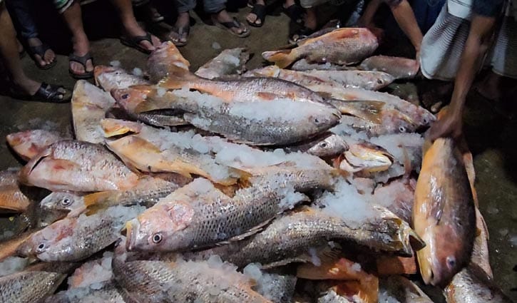 সেন্টমার্টিনে ধরা পড়ল ১১০০ কোরাল মাছ, ৩৫ লাখে বিক্রি