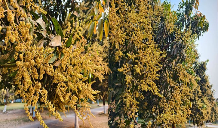 বসন্তে মোহিত রাবি: গাছে গাছে মুকুল, বাতাসে মিষ্টি ঘ্রাণ