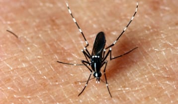 ইউরোপে ছড়িয়ে পড়তে পারে চিকনগুনিয়া