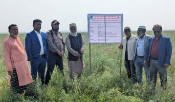 হাওর অঞ্চলে কৃষি বৈচিত্র্যে নতুন সংযোজন সরিষা চাষ