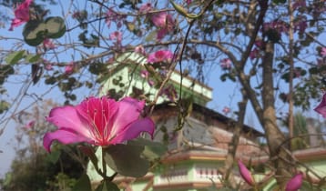 বসন্তে নজর কাড়ছে রক্তকাঞ্চন