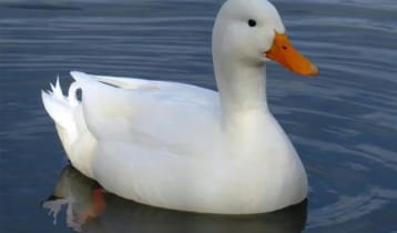 ‘হাঁস’ সম্পর্কে এই তথ্যগুলো জানতেন?