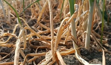 গোপালগঞ্জে ‘বিষ’ দিয়ে ৫০ বিঘা জমির পেঁয়াজ নষ্ট করার অভিযোগ