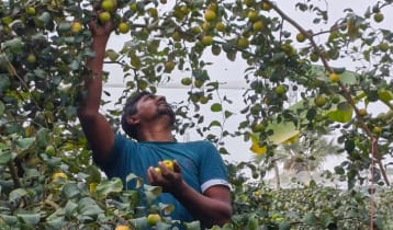 ঝালকাঠিতে ব্যবসা হারিয়ে কুল চাষে বছরে আয় ১২ লাখ টাকা