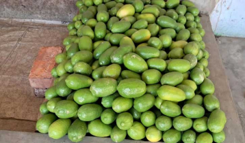 অনাবৃষ্টি ও রোজায় চাহিদার কারণে লেবুর দাম বৃদ্ধি