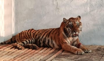 সুস্থ হয়ে উঠছে সেই বাঘিনি, মার্চে ফিরবে সুন্দরবনে