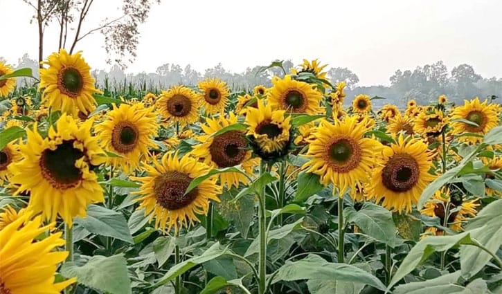 সিরাজগঞ্জে বাড়ছে সূর্যমুখী চাষ, কৃষিতে নতুন সম্ভাবনা