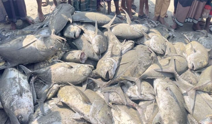 টেকনাফে জালে ধরা পড়ল দেড় শতাধিক তবল মাছ, বিক্রি ৬ লাখে