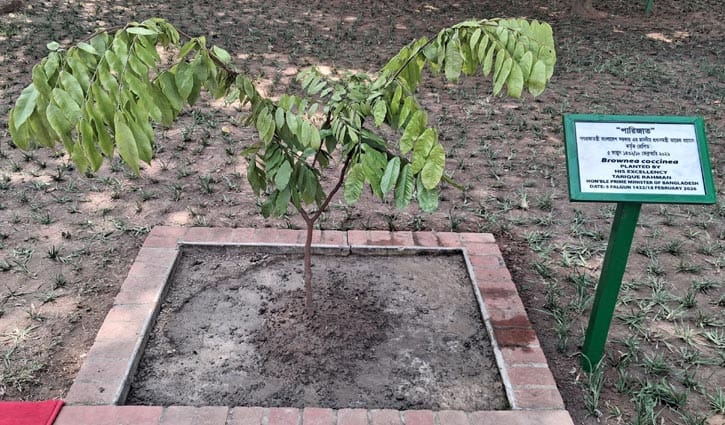 স্মৃতিসৌধের বাগানে প্রধানমন্ত্রী তারেক রহমানের পারিজাত ফুলগাছ রোপণ