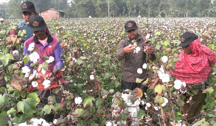 তুলায় স্বপ্ন বুনছেন ঠাকুরগাঁওয়ের চাষিরা 