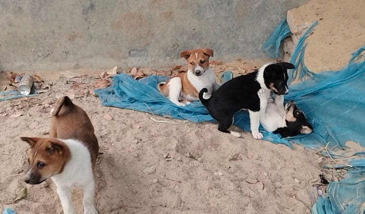 ছয়টি ছানা রেখে মা কুকুরকে পিটিয়ে হত্যা