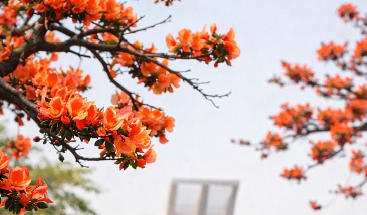 ঋতুরাজ বসন্ত এসে গেছে