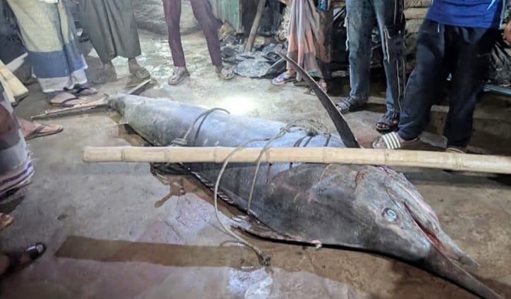 টেকনাফে ধরা পড়ল ২০০ কেজির সেইলফিশ