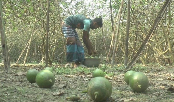 লেবুর চড়া দাম, কী বলছেন চাষি ও পাইকাররা