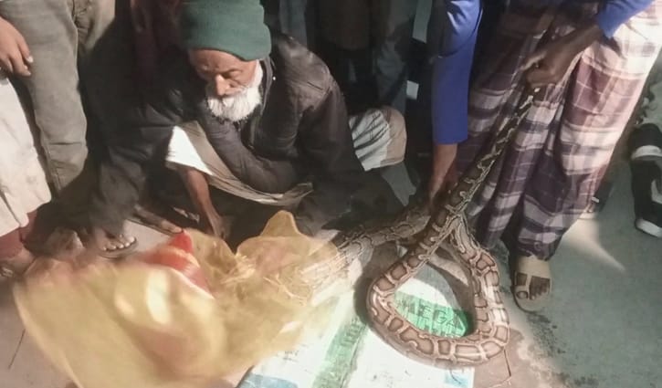 শরণখোলায় মাছের ঘেরে ১২ ফুট অজগর