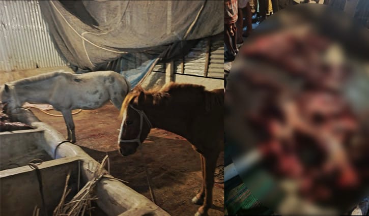 টাঙ্গাইলে ৮টি ঘোড়া জবাইয়ের অভিযোগে আটক ৪