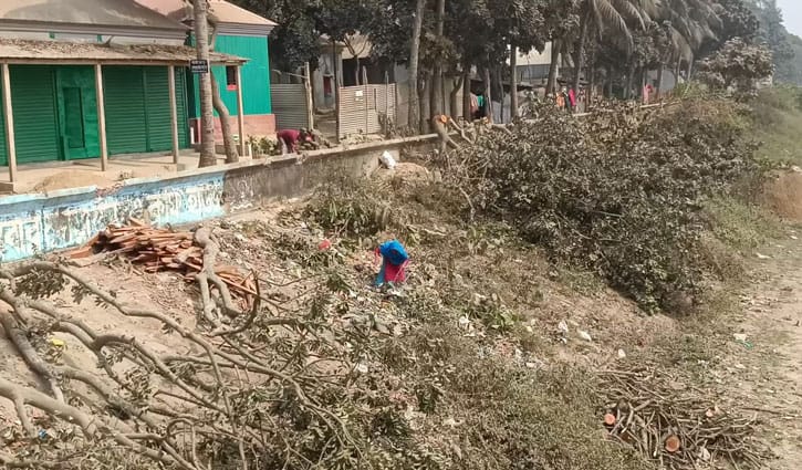 বিএনপি নেতার গাড়ি ঢুকতে অসুবিধা, কাটা হলো বেড়িবাঁধের ২০ গাছ 