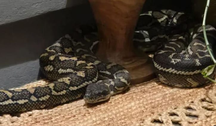 ঘুম ভাঙতেই দেখেন বুকের ওপর সাপ