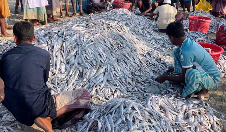 বঙ্গোপসাগরে ধরা পড়ল ১০৯ মণ ছুরি মাছ, সোয়া ৮ লাখে বিক্রি 