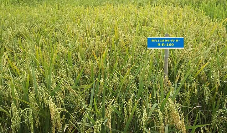 শস্য ভাণ্ডারে যুক্ত হলো দুই হাইব্রিডসহ ছয় ধানের নতুন জাত