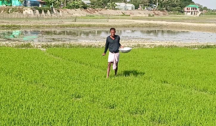 ব্যাংক ঋণ না পেয়ে মহাজনে ঝুঁকছেন হাওরের ভূমিহীন চাষিরা